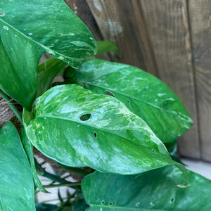 Epipremnum pinnatum "Albo variegata" - Tropical Home 