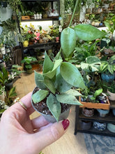 Kép betöltése a galériamegjelenítőbe: Hoya lacunosa &quot;Mint&quot;
