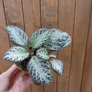 Episcia cupreata "Silver shield" - Árnyékcsuporka