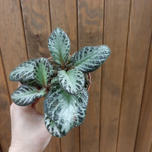 Kép betöltése a galériamegjelenítőbe: Episcia cupreata &quot;Silver shield&quot; - Árnyékcsuporka
