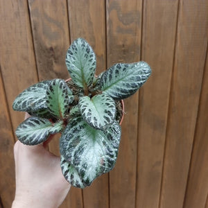 Episcia cupreata "Silver shield" - Árnyékcsuporka