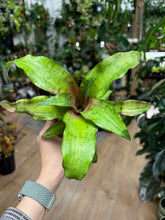 Kép betöltése a galériamegjelenítőbe: Cryptanthus bivittatus  "Strawberry flambée"
