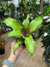 Kép betöltése a galériamegjelenítőbe: Cryptanthus bivittatus  "Strawberry flambée"
