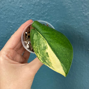 Scindapsus "Jade satin variegata" 3. - Saját szaporítás - Tropical Home 