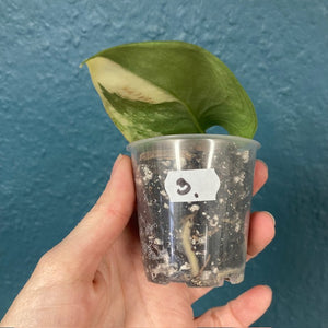 Scindapsus "Jade satin variegata" 3. - Saját szaporítás - Tropical Home 