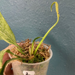 Anthurium vittarifolium variegata 2.- Saját szaporítás - Tropical Home 