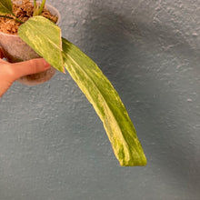 Kép betöltése a galériamegjelenítőbe: Anthurium vittarifolium variegata 2.- Saját szaporítás - Tropical Home 
