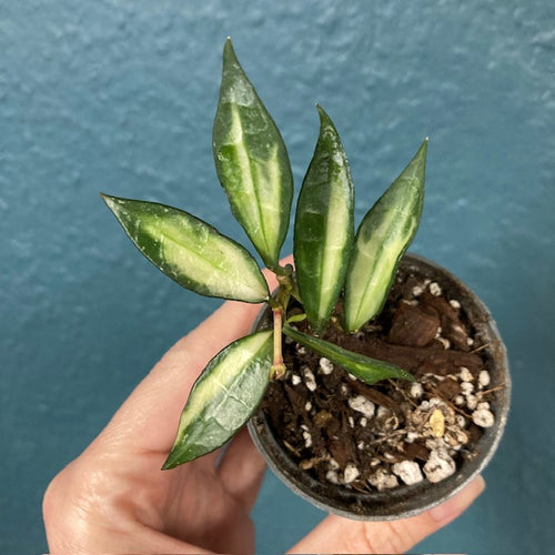 Hoya lacunosa variegata - Saját szaporítás - Tropical Home 