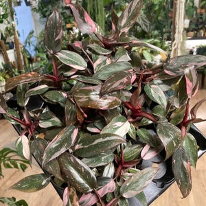 Philodendron "Pink princess marble" mini