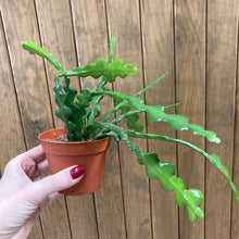 Kép betöltése a galériamegjelenítőbe: Epiphyllum anguliger 9cm - Karéjos kaktusz - Fishbone cactus
