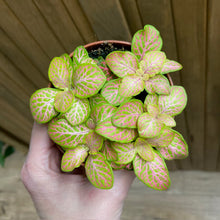 Kép betöltése a galériamegjelenítőbe: Fittonia ruby lime - Hálóslevél - Nerve plant
