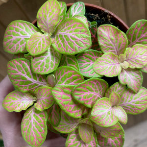 Fittonia ruby lime - Hálóslevél - Nerve plant