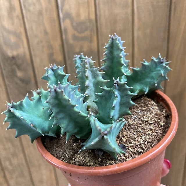 Huernia hystrix - Dögvirág