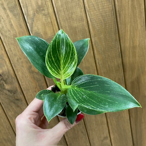 Philodendron "Birkin" mini