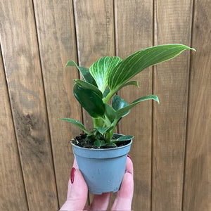 Philodendron "Birkin" mini