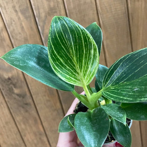 Philodendron "Birkin" mini