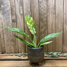Kép betöltése a galériamegjelenítőbe: Philodendron &quot;Ring of fire” - Tropical Home 
