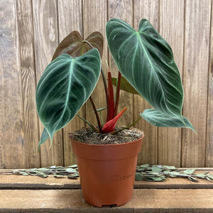 Philodendron "El choco red" - Tropical Home 