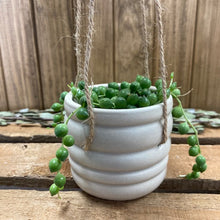 Kép betöltése a galériamegjelenítőbe: Senecio rowleyanus mini - Borsóka - String of pearls - Tropical Home 
