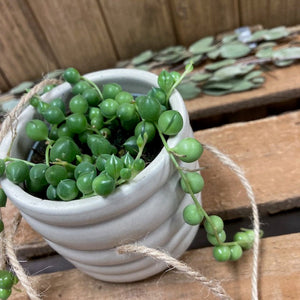 Senecio rowleyanus mini - Borsóka - String of pearls - Tropical Home 