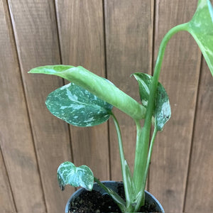 Monstera deliciosa “Thai constellation”  mini  3.