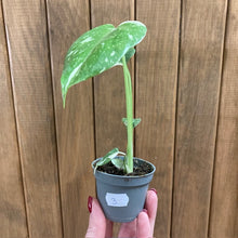 Kép betöltése a galériamegjelenítőbe: Monstera deliciosa “Thai constellation”  mini  3.
