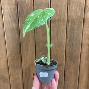 Monstera deliciosa “Thai constellation”  mini  3.