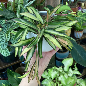 Hoya wayetii tricolor - Viaszvirág - Wax plant - Tropical Home 