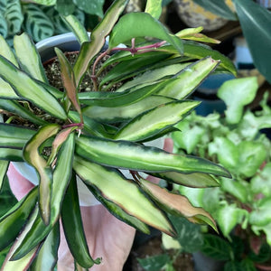Hoya wayetii tricolor - Viaszvirág - Wax plant - Tropical Home 