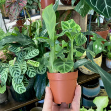 Kép betöltése a galériamegjelenítőbe: Prayer plants - Imádkozó növények 7cm-es cserépben - Tropical Home 
