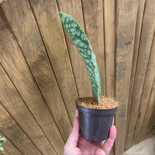 Kép betöltése a galériamegjelenítőbe: Sansevieria masoniana &quot;Victoria&quot; - Anyósnyelv - Whale fin snake plant - Tropical Home 
