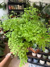 Kép betöltése a galériamegjelenítőbe: Adiantum raddianum "Fragrans" - Vénuszfodorka - Maidenhair Fern

