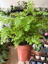 Kép betöltése a galériamegjelenítőbe: Adiantum raddianum "Fragrans" - Vénuszfodorka - Maidenhair Fern
