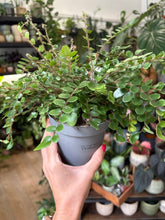 Kép betöltése a galériamegjelenítőbe: Pellaea rotundifolia - Button fern 12cm
