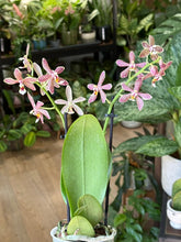 Kép betöltése a galériamegjelenítőbe: Phalaenopsis "Spider orange" 9cm
