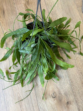 Kép betöltése a galériamegjelenítőbe: Rhipsalis "Red coral" 17cm
