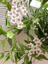 Kép betöltése a galériamegjelenítőbe: Hoya bella - Viaszvirág, akasztós cserépben 22cm
