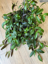 Kép betöltése a galériamegjelenítőbe: Aeschynanthus marmoratus 17cm - Zebraszőlő - Zebra basket vine

