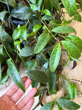 Kép betöltése a galériamegjelenítőbe: Aeschynanthus marmoratus 17cm - Zebraszőlő - Zebra basket vine
