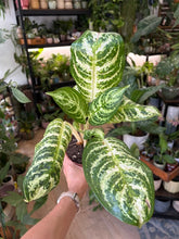 Kép betöltése a galériamegjelenítőbe: Aglaonema "Zebra" 12cm - Rákvirág - Chinese Evergreen
