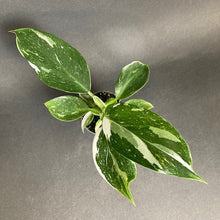 Kép betöltése a galériamegjelenítőbe: Philodendron &quot;White wizard&quot; mini - Tropical Home 
