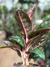 Kép betöltése a galériamegjelenítőbe: Aglaonema &quot;Red ruby&quot; - Rákvirág - Chinese Evergreen
