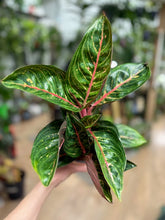 Kép betöltése a galériamegjelenítőbe: Aglaonema &quot;Red ruby&quot; - Rákvirág - Chinese Evergreen

