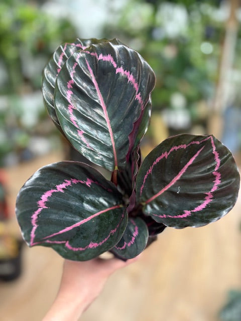Calathea roseopicta 