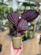 Kép betöltése a galériamegjelenítőbe: Calathea roseopicta &quot;Dottie&quot;
