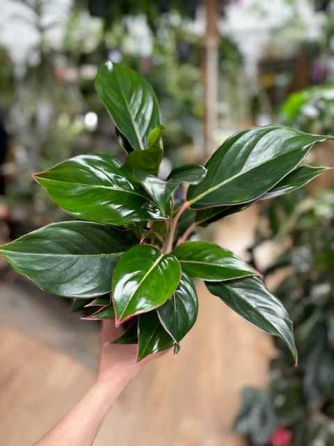Aglaonema 