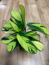 Kép betöltése a galériamegjelenítőbe: Ctenanthe lubbersiana - Ctenanthe "Golden mosaic" - Tropical Home 
