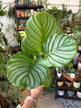Kép betöltése a galériamegjelenítőbe: Calathea orbifolia 12cm - Zebralevél
