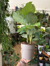 Kép betöltése a galériamegjelenítőbe: Calathea orbifolia 12cm - Zebralevél
