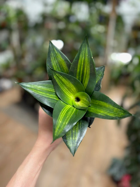 Sansevieria trif. Hahnii -  Anyósnyelv